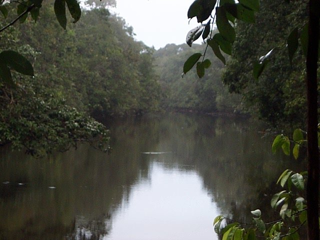 iracoubo